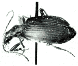 Brachinus tschernikhi