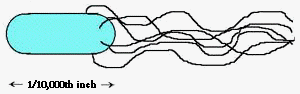 Escherichia coli