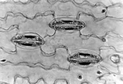 Surface layer cells of a lily leaf at 500x magnification.