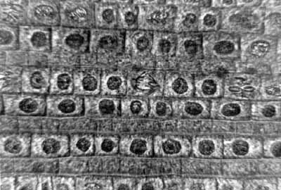 Onion root tip cells at 800x magnification.