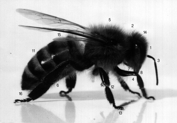The Honeybee